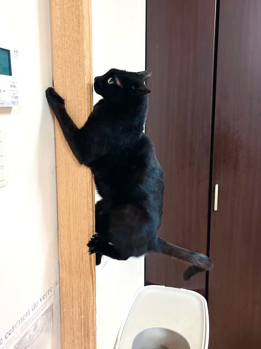 見事なフォームのにゃんにゃんゼミ