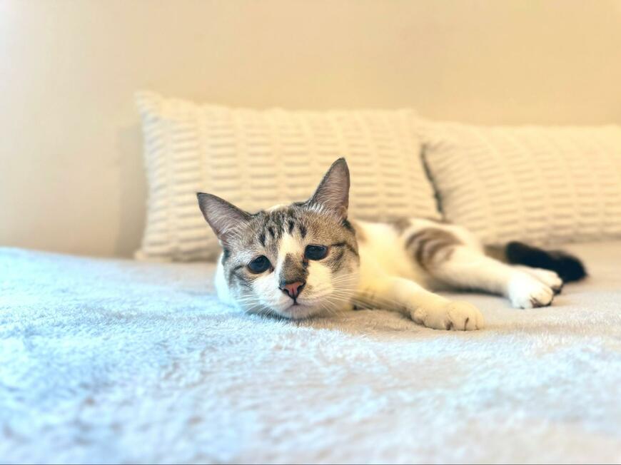 お布団に横たわる猫