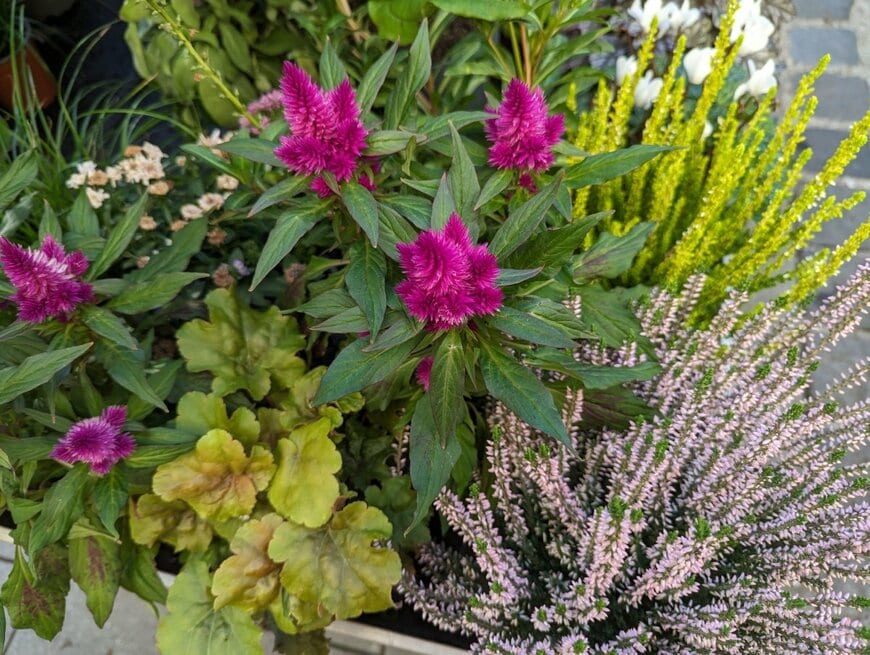 ケイトウやヒューケラなどを使った、秋の植物の寄せ植え