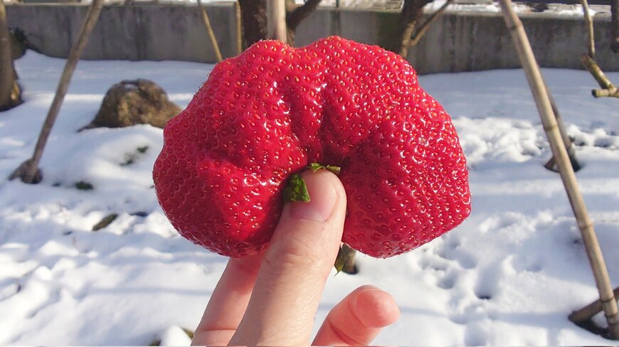 いちご単体の写真
