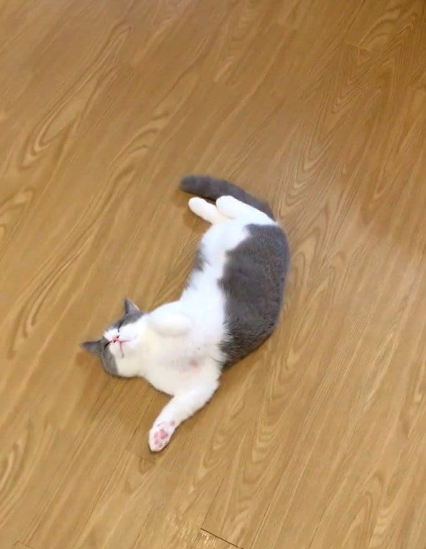 キンパ作りと猫