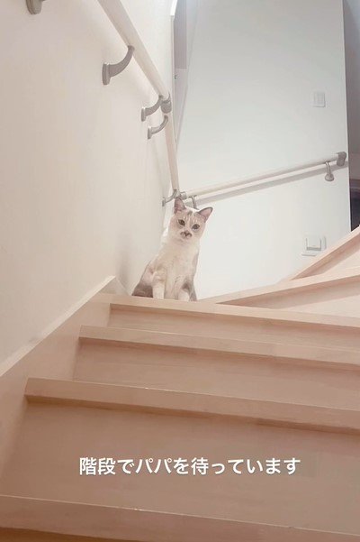 階段と猫