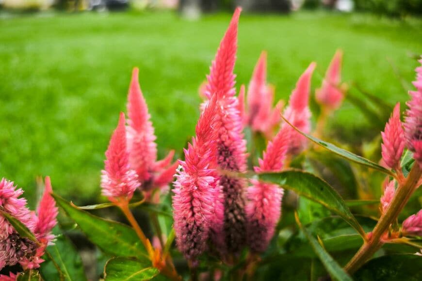 ユニークな花の形が目を惹く「ケイトウ」