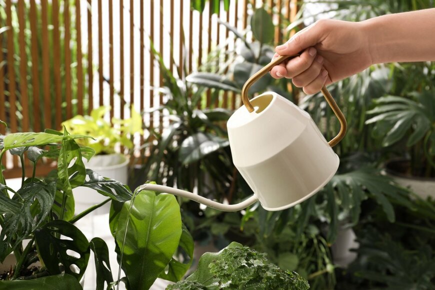 観葉植物が並んでいる。白いじょうろで水やりをしている。