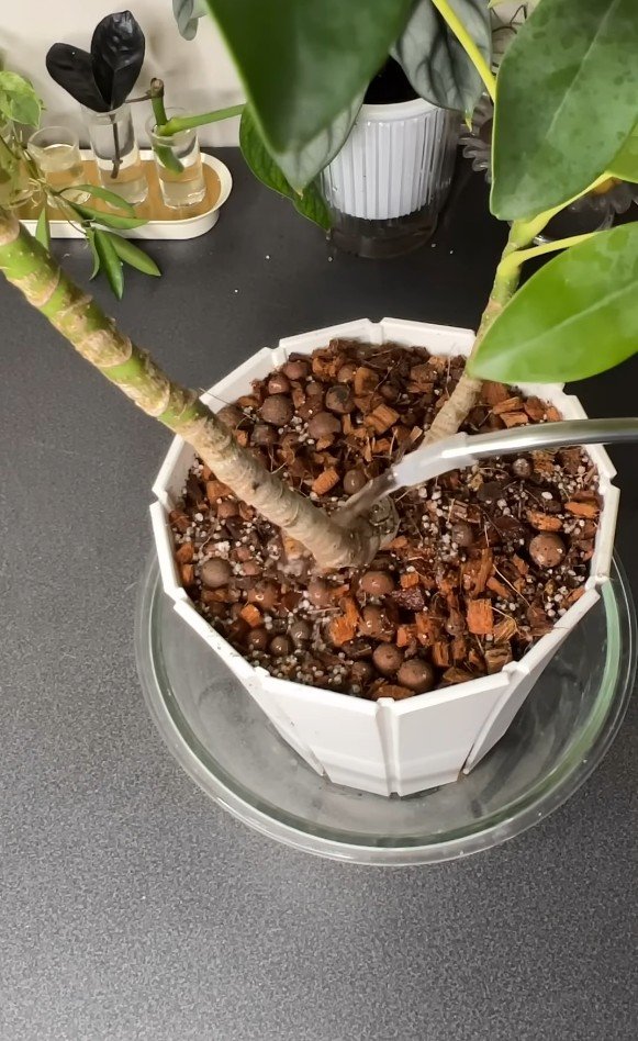 シェフレラ・カポックの水やり