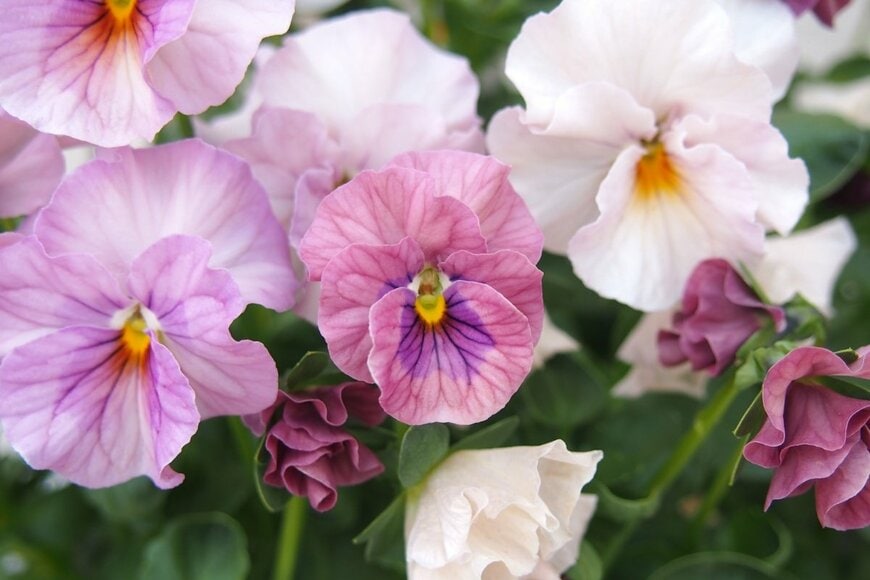 パンジーの花。色はピンク。