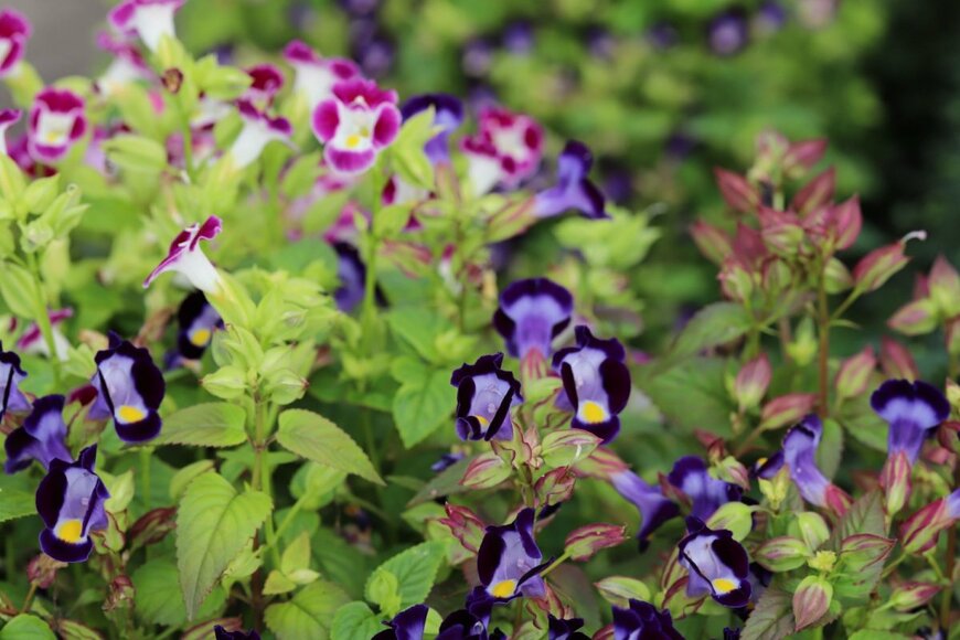 トレニアの花。色は青とピンク