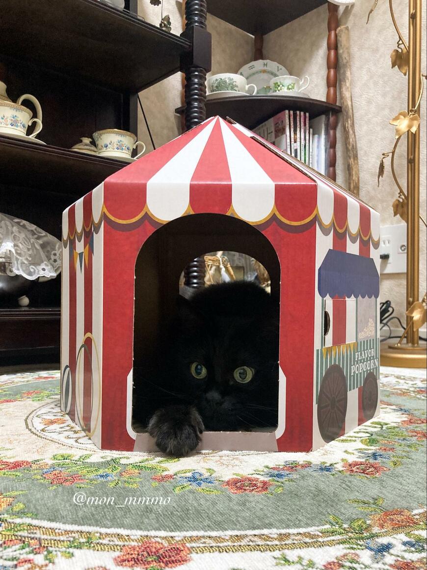 おもちゃハウスと猫