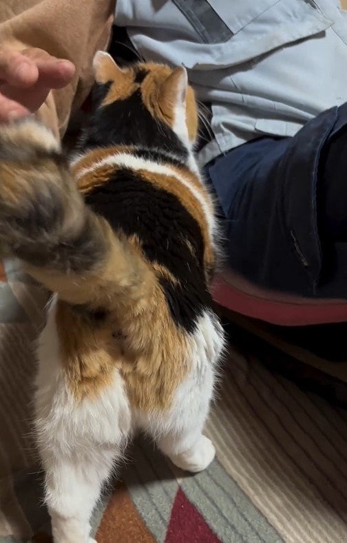 お父さんに近寄る猫