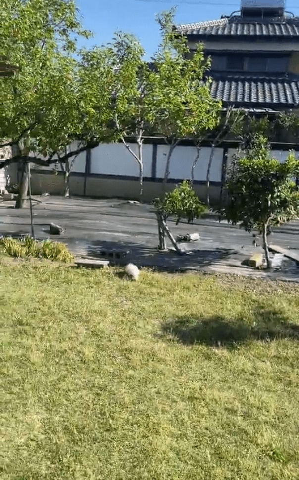 着地するアヒル