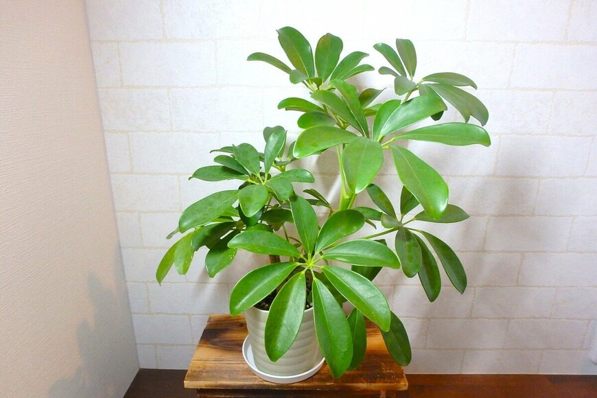 明るい部屋に飾られた、黄色い斑入りのカポック