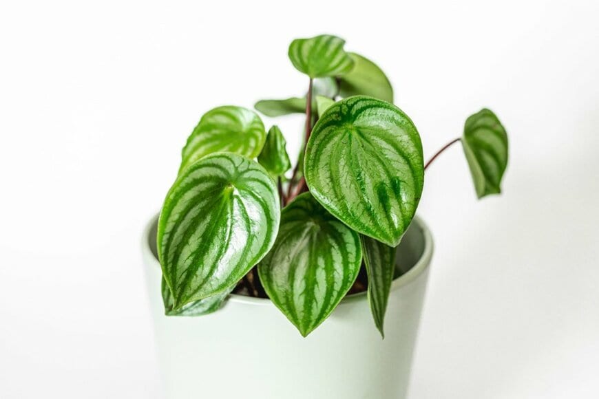 観葉植物ペペロミアの葉。濃い緑に白い筋が入っている。