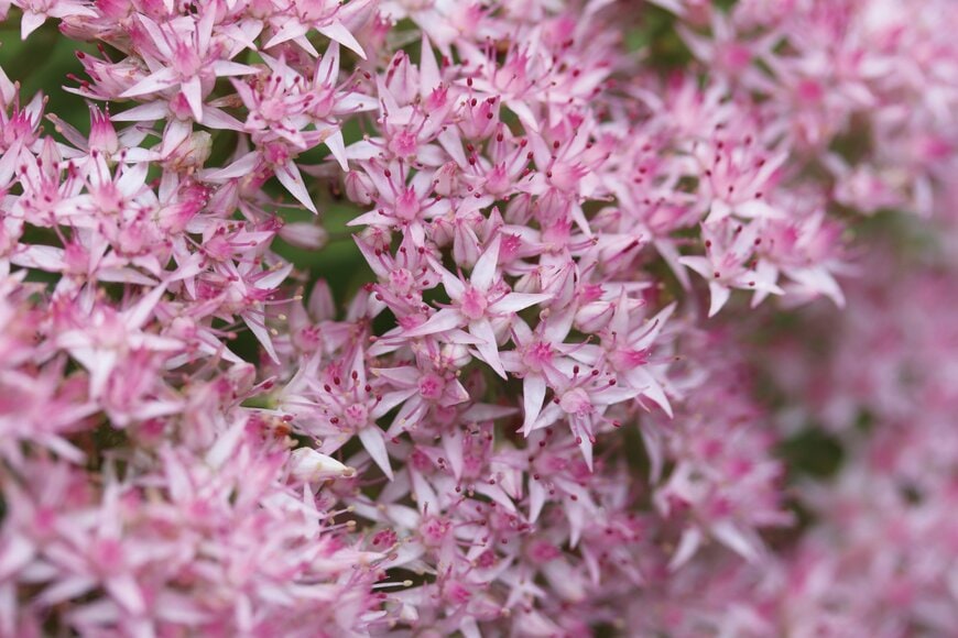 PROVEN WINNERS（R）公式　セダム モコランド