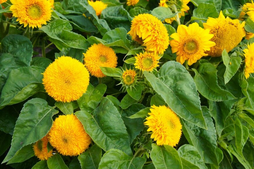 テディベアの花。花弁は黄色、中央部は黄緑。