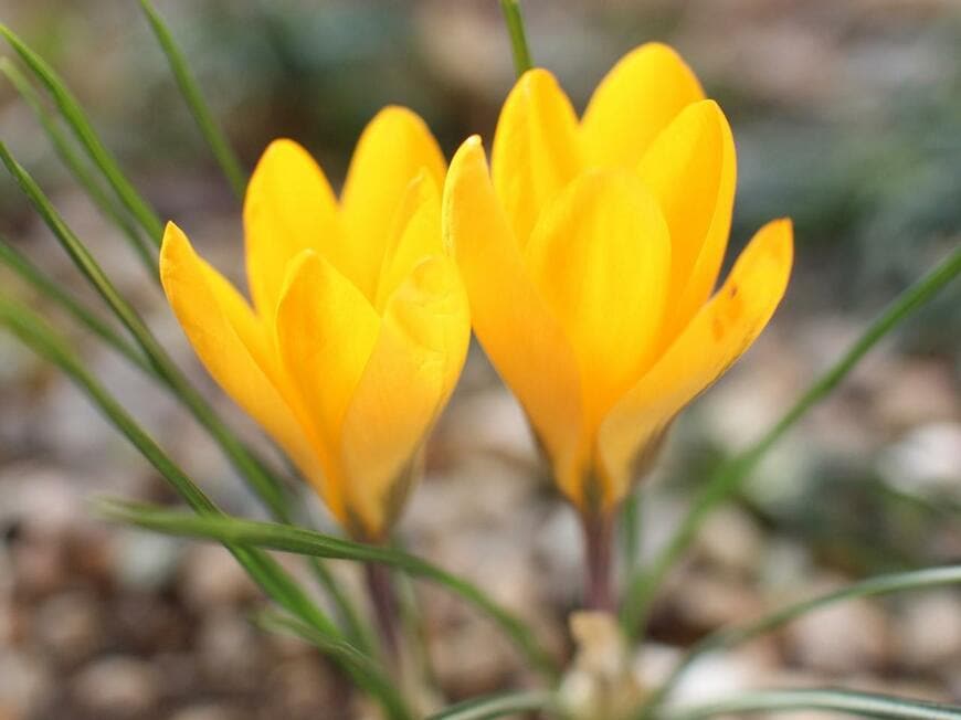 鮮やかな黄色い花を咲かせているクロッカス
