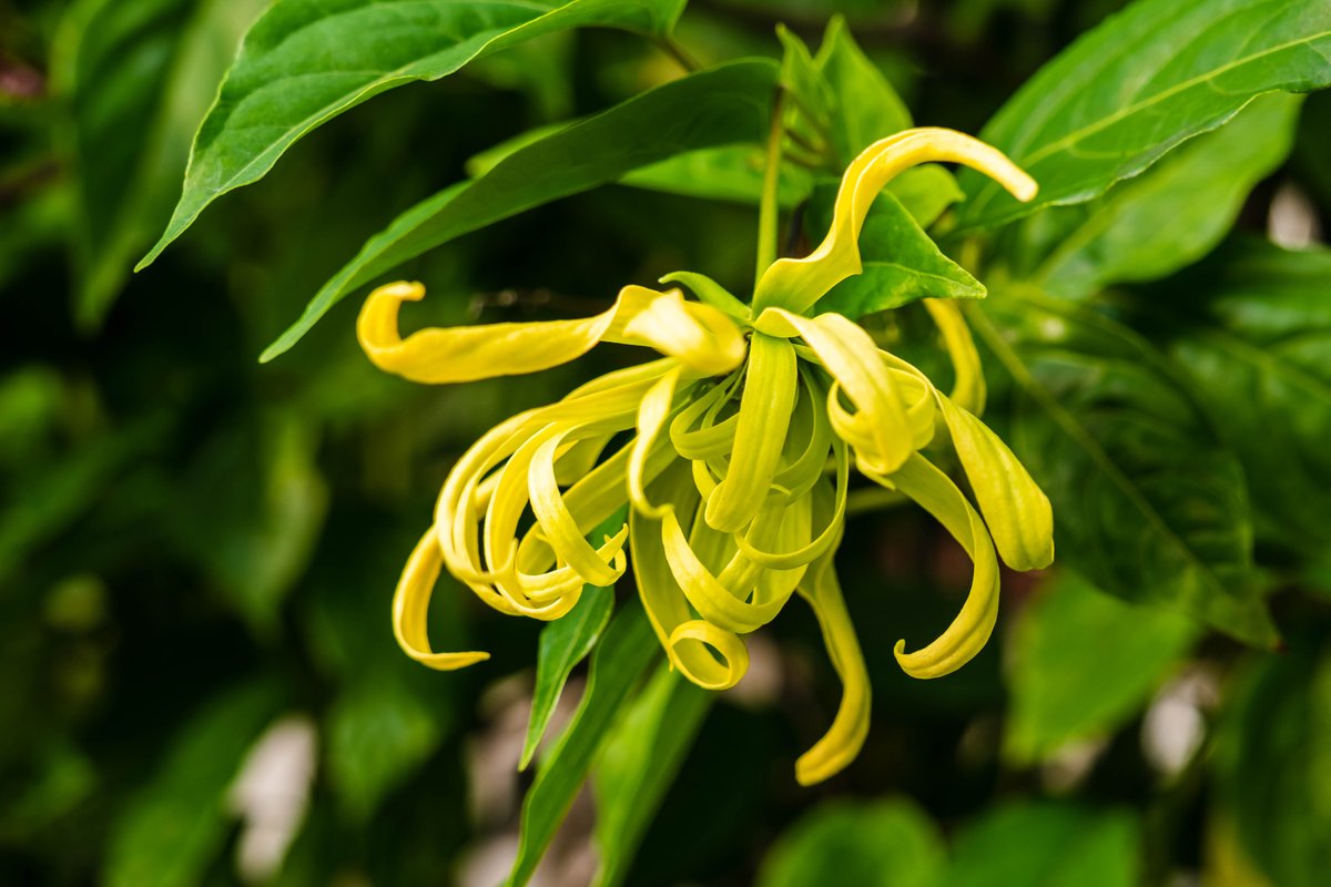 ガーデニング 芳香が魅力のオススメ植物10選 美しい花とステキな香りが楽しめる植物を紹介 記事詳細 Infoseekニュース