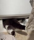 【驚愕】洗濯機の下へ吸い込まれる猫？軟体動物すぎる姿に思わず二度見！