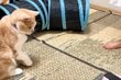 【え！？】猫の前で縄跳びをすると→次の瞬間「まさかの行動」に思わず笑ってしまう