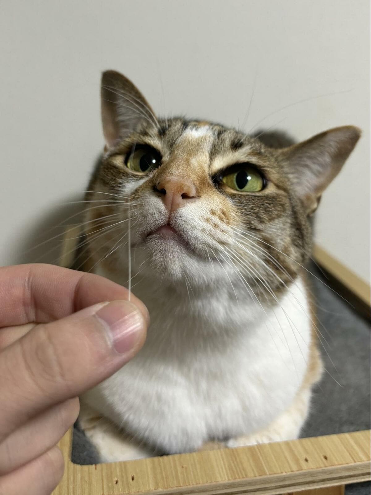 img_68447367bb481f72a8b49b81f2