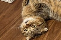 大開脚で固まる猫さん　クスッとくる可愛さにSNSユーザー悶絶