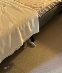 寝室を見ると、チラ見えしていた「可愛いの」その正体に悶絶