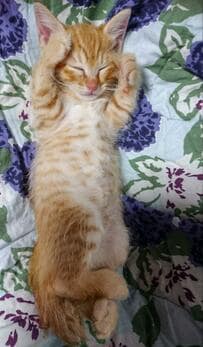 【0歳の子猫→成長後】猫の意外な変化に思わずビックリ！「何でこうなるのw」の声