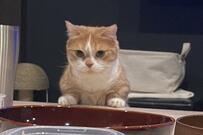 「僕のご飯！」違うと気づくと…猫さんの『いじけ顔』が切なくてかわいい