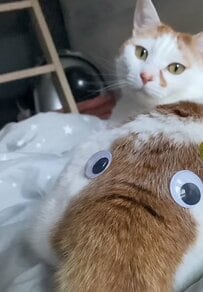 何やら「別の生き物」が…？しっぽに目玉をつけられた猫　無表情で揺らす様子に「別の生き物がいる！」の声