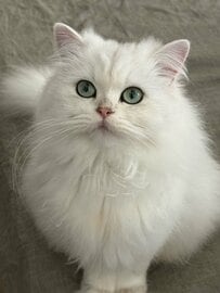 【笑撃！】きらきらの美人猫ちゃん→「OFFすぎる姿」とのギャップに思わず笑ってしまう！