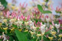 初夏ガーデン華やぐ《オシャレなつる性植物3選》香りのよい低木、女王の品格を持つ主役級の多年草など