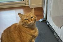 元保護猫「はよ取ってくれんか」まさかの場所にあった「フォーク」を知らせる姿に2万いいね