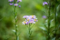 【宿根草ガーデニング】この秋ガーデンに迎えたい宿根草《厳選7種》ナチュラルで手間いらず