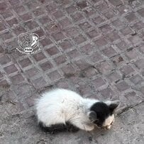 「事故に遭い炎天下で放置されていた猫」が病院で手当を受けて回復　今ではリラックスして日向ぼっこを楽しむように…
