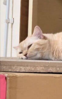 反則級の可愛さ！キュートすぎる猫ちゃんの視線にノックアウトされるユーザー続出！？