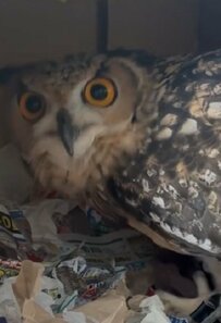 【巣作りするフクロウ】材料を何度もあむあむする姿に癒される！