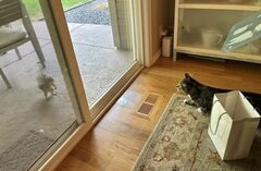 自宅でパーティー中「窓辺に現れたリス」 愛猫に見せた「オラついた姿」に笑ってしまう