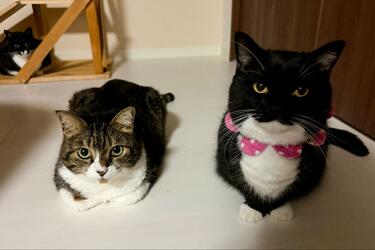 うにちゃん様一枚 目の錯覚？ サイズ感がわからなくなる2匹の猫の姿に「変身能力を使っ