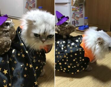 フクロウ」と「猫」がハロウィンの仮装をしたら……「まるで魔法