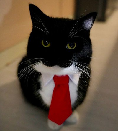 ネクタイ姿でこちらを見つめるうにくん