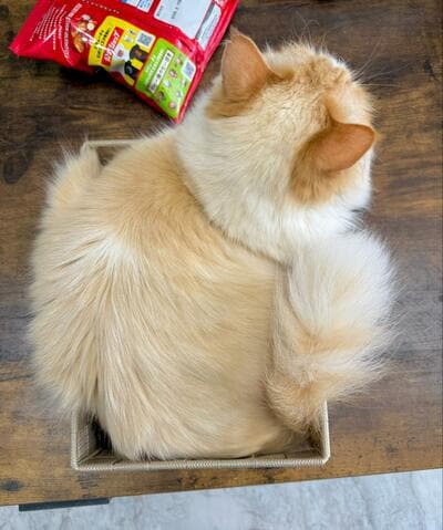 即「猫のベッド」になった！