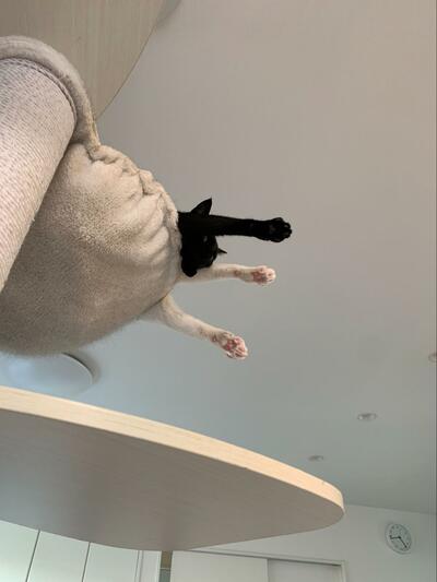 下から見ると伸ばしたおててがかわいい