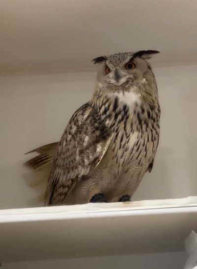 投稿動画のワンシーン