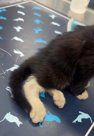 動物病院で経過を見守られるベンソン
