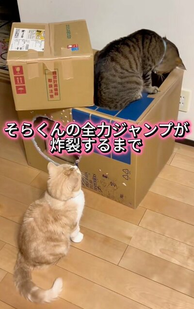 かいくんの方を見つめるそらくん