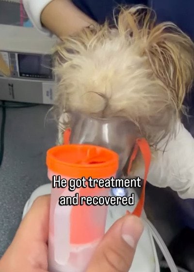 出所：<u><a href="https://www.instagram.com/reel/DcN7KvdKgjR/" target="_blank">@savingharbindogs</a></u>