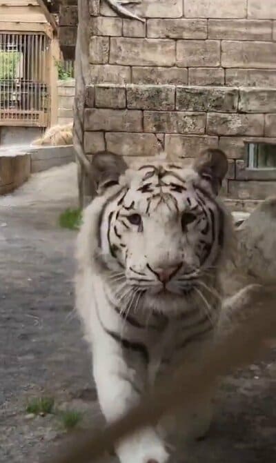 東武動物公園