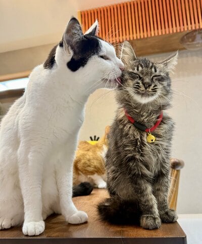 子猫のおはぎちゃん、ウットリ幸せそうです