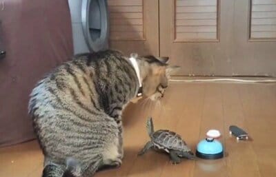 小雪ちゃんにかまってもらいたい軍曹くん