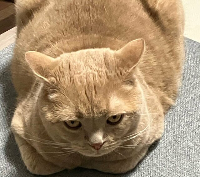 完璧な「おててないない」からのギャップ！ 猫の「おててあるある」ポーズが愛おしい