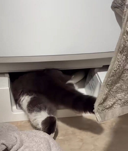 【驚愕】洗濯機の下へ吸い込まれる猫？軟体動物すぎる姿に思わず二度見！